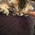 Kittens - Scottish fold ear 1 thumbnail