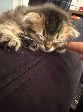 Kittens - Scottish fold ear 1