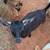 Goat female 1 thumbnail