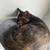 Young friendly cats 5 thumbnail