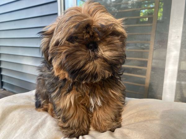 Shih Tzus 1