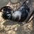 Gorgeous Ayam Cemani Rooster 4 thumbnail
