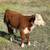 Miniature Polled Hereford Pair 5 thumbnail