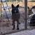 GERMAN SHEPHERD 7 thumbnail