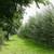 Need WINDBREAK or PRIVACY Trees? Say Goodbye to Neighbors! 6 PLUS foot 6 thumbnail