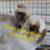 Lionhead buck 2 thumbnail
