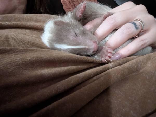 Exotic pet 1