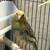Canaries/Canarios 2 thumbnail