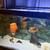 Rehoming , complete set up 4 thumbnail