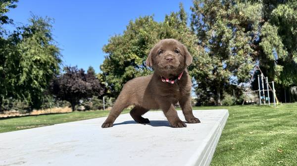 Chocolate labrador puppies (san jose east)63934209816834123