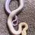 Female Juvenile blizzard burmese python 1 thumbnail