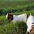 Boer Bucks 1 thumbnail