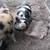 Kune kune female Julianna male 2 thumbnail