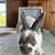 Mini Rex 1 thumbnail