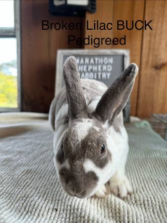 Mini Rex 1