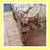 Custom French Country Style Upholstered Walnut Bench 12 thumbnail