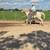 Horse 3 thumbnail