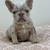 Merle French Bulldogs (females ) 12 thumbnail