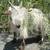 Fainting Goats, Tiny Mini Silkys 11 thumbnail