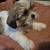 Shihtzu 4 thumbnail
