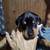 Rehoming Catahoula Pups, please help me find them a home 2 thumbnail