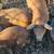 Piglets 7 thumbnail