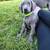 Weimaraner 1 thumbnail