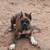 Rehoming Boxer Puppy 8 months 3 thumbnail
