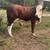 Braford Bull 8 thumbnail