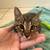 2 playful male kittens 6 thumbnail