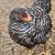 Bared Rock started pullets Chickens 4 thumbnail