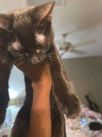 KITTEN MACHO - No castrado (Henderson)