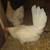 Chickens 2 thumbnail
