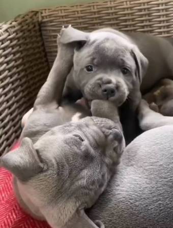 Tender Pitbull 1