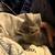 9 week old kitten 4 thumbnail