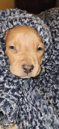 Cachorros disponibles (Oklahoma City)63670608456065120