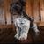 Chocolate Miniature Schnauzer puppy photo 2 thumbnail