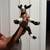 Nigerian Dwarf Goats 15 thumbnail