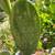 cactus plants 4 thumbnail