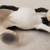 Vintage Horse figurines 2003 Schleich Germany 9 thumbnail