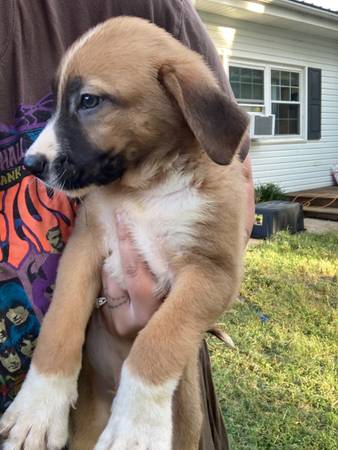 Dutch herder akbash pups 1