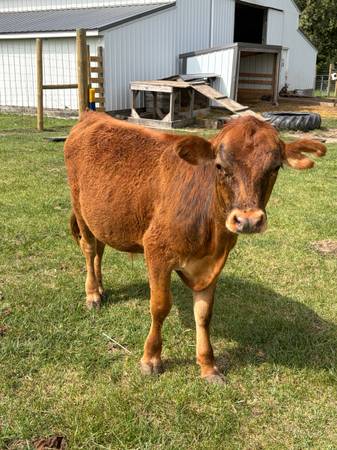 Dexter/jersey steer 1