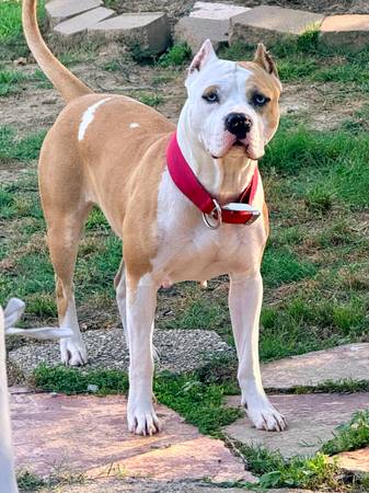 2 Year Old Female Rehome (Memphis and Mississippi)