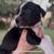 Presa Canario mix Puppies 4 thumbnail