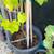 Grape plants 1 thumbnail