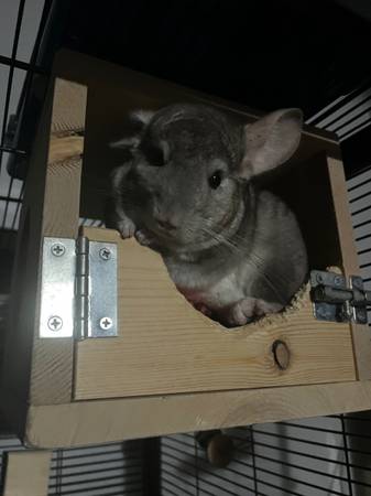 Reubicación de mi chinchilla gris (Hopewell)