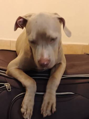 Lost pitbull terrier puppy about 6 months old 1