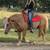 Draft-type Haflinger Horse 18 thumbnail