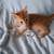 Orange kittens need homes!  Rehoming fee 4 thumbnail