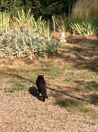 Gato negro encontrado (Paraíso)63469803237121121